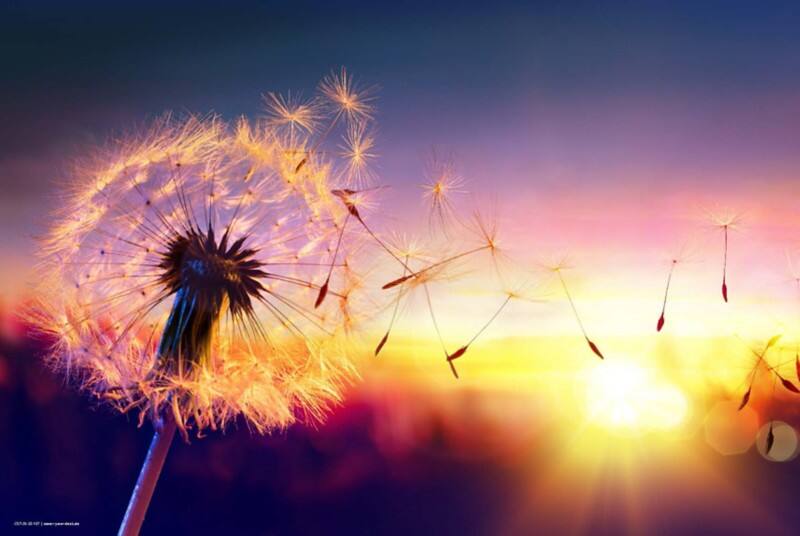 Sous-main cover your desk Pusteblume Vinyle Rose 40 x 60 cm