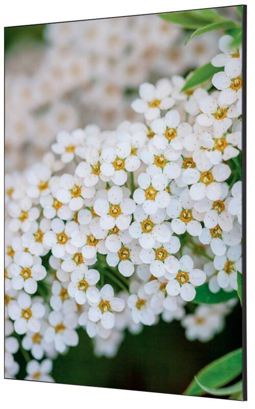 SHOWDOWN Textile Wanddekoration Weisse Blume Mehrfarbig Aluminium