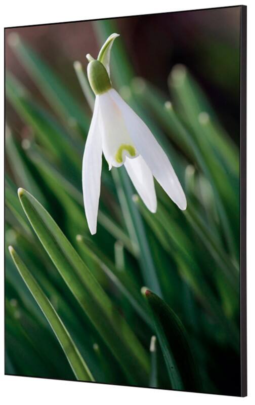 Cadre tissu SHOWDOWN White Flower Multicolore Aluminium