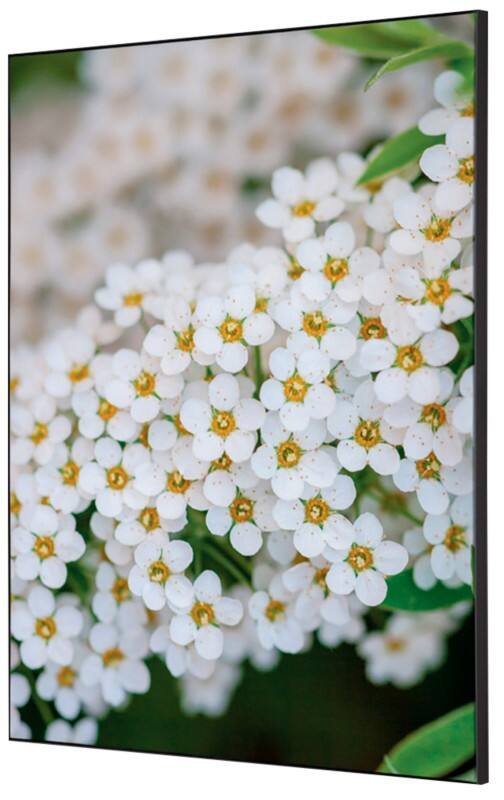 Cadre tissu SHOWDOWN White Flower Multicolore Aluminium