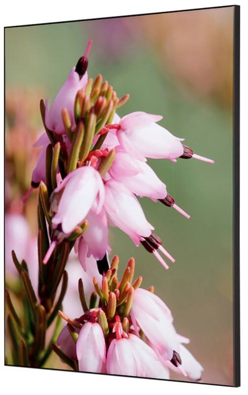 Cadre tissu SHOWDOWN Pink Flower Multicolore Aluminium