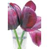 Bsb-Obpacher Grußkarten Tulpe Spezial Mehrfarbig 10 Stück